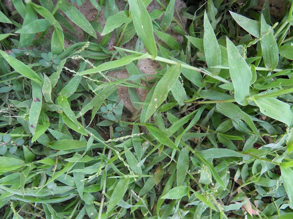 Cỏ mật (Brachiaria distachya) – công dụng và bài thuốc dân gian