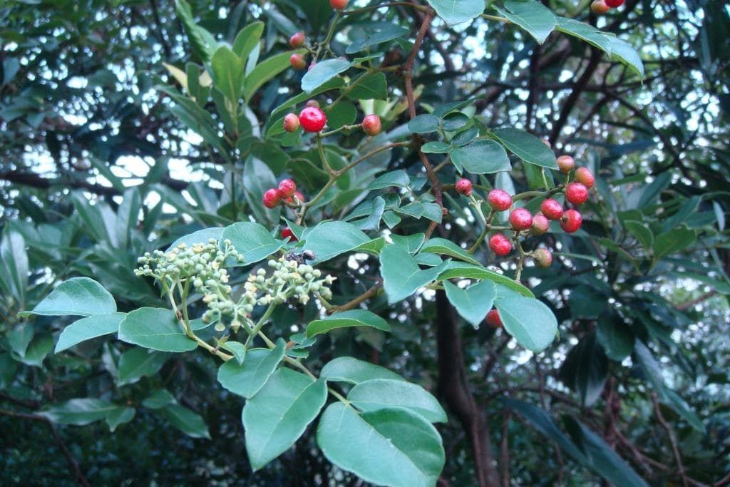 Cây Chè Dây (Ampelopsis cantoniensis)