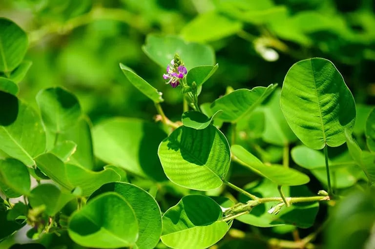 Cây Vảy Rồng - Desmodium styracifolium: Bí Quyết Sức Khỏe Từ Thiên Nhiên
