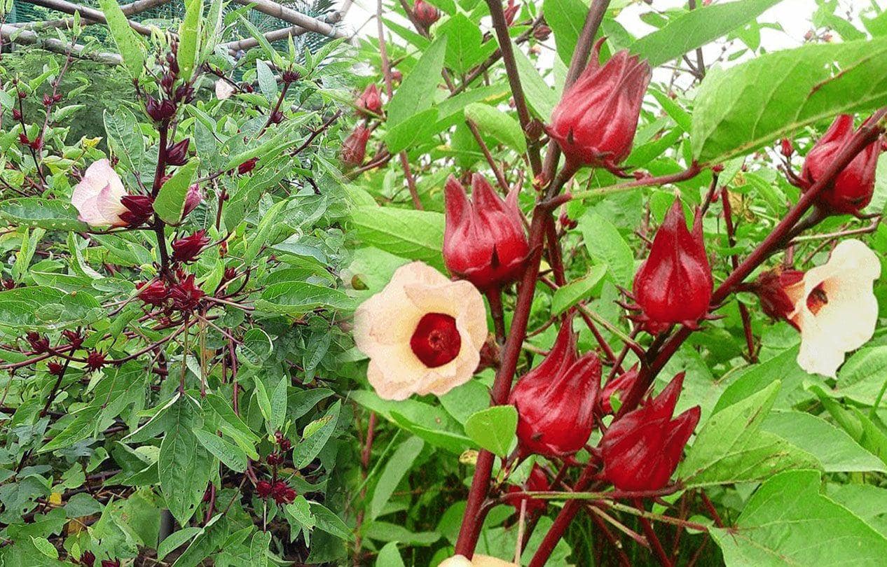 Thảo Dược Cây Bụp Giấm (Hibiscus sabdariffa)