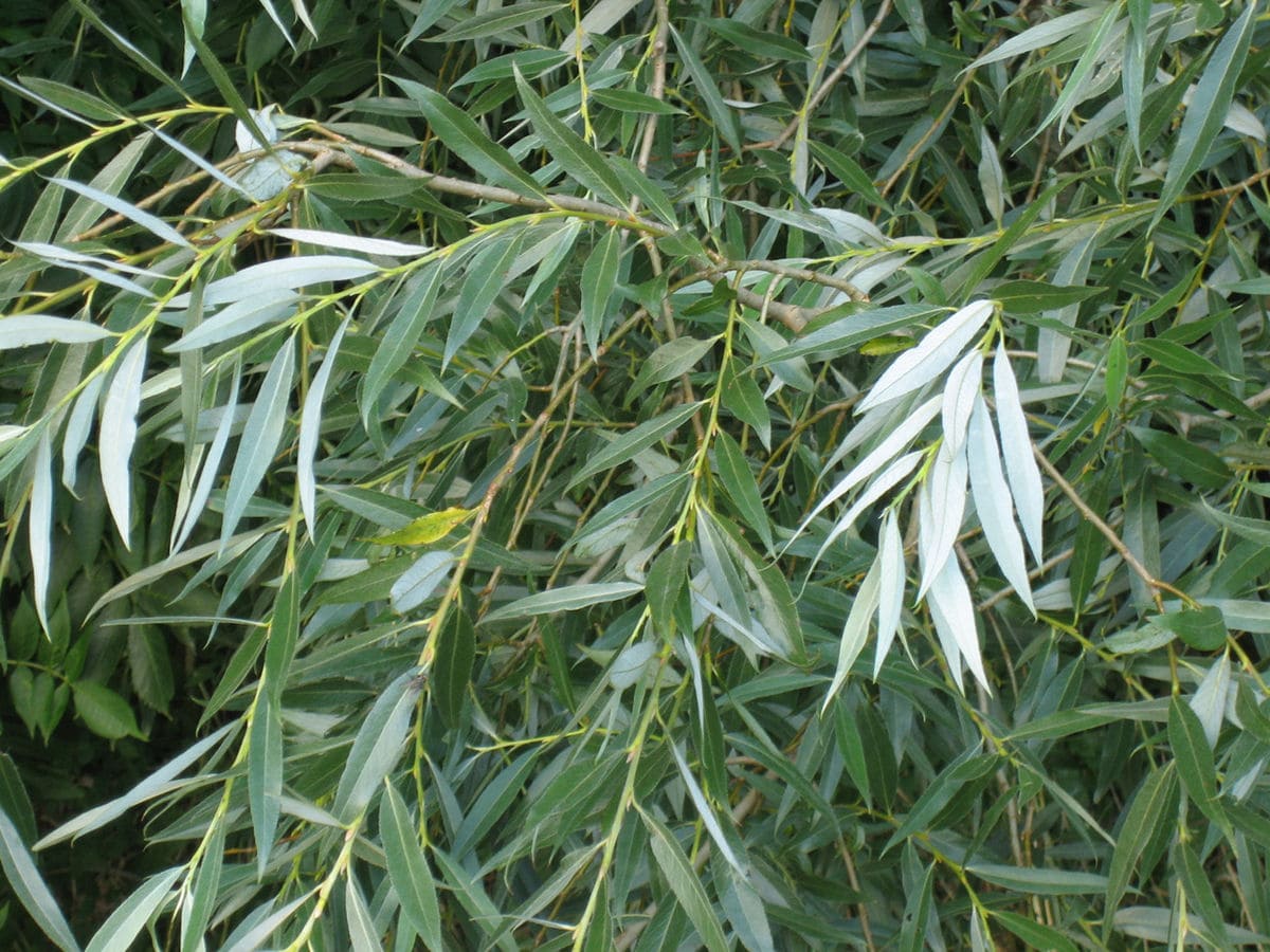 Vỏ Cây Liễu (Salix alba)