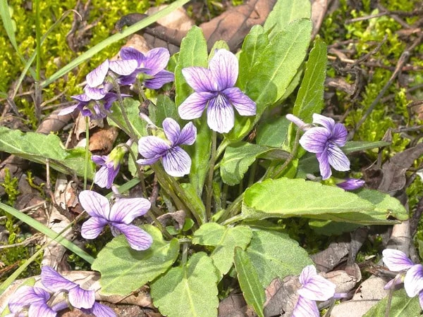 Zi Hua Di Ding (Viola yedoensis) - Một vị thuốc trong Đông y