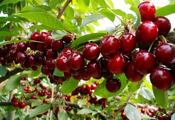 Anh đào dại - Cherry (Prunus avium)